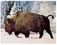 Gaur egungo bisontea. (Lehen Euskal Herria).<br><br>